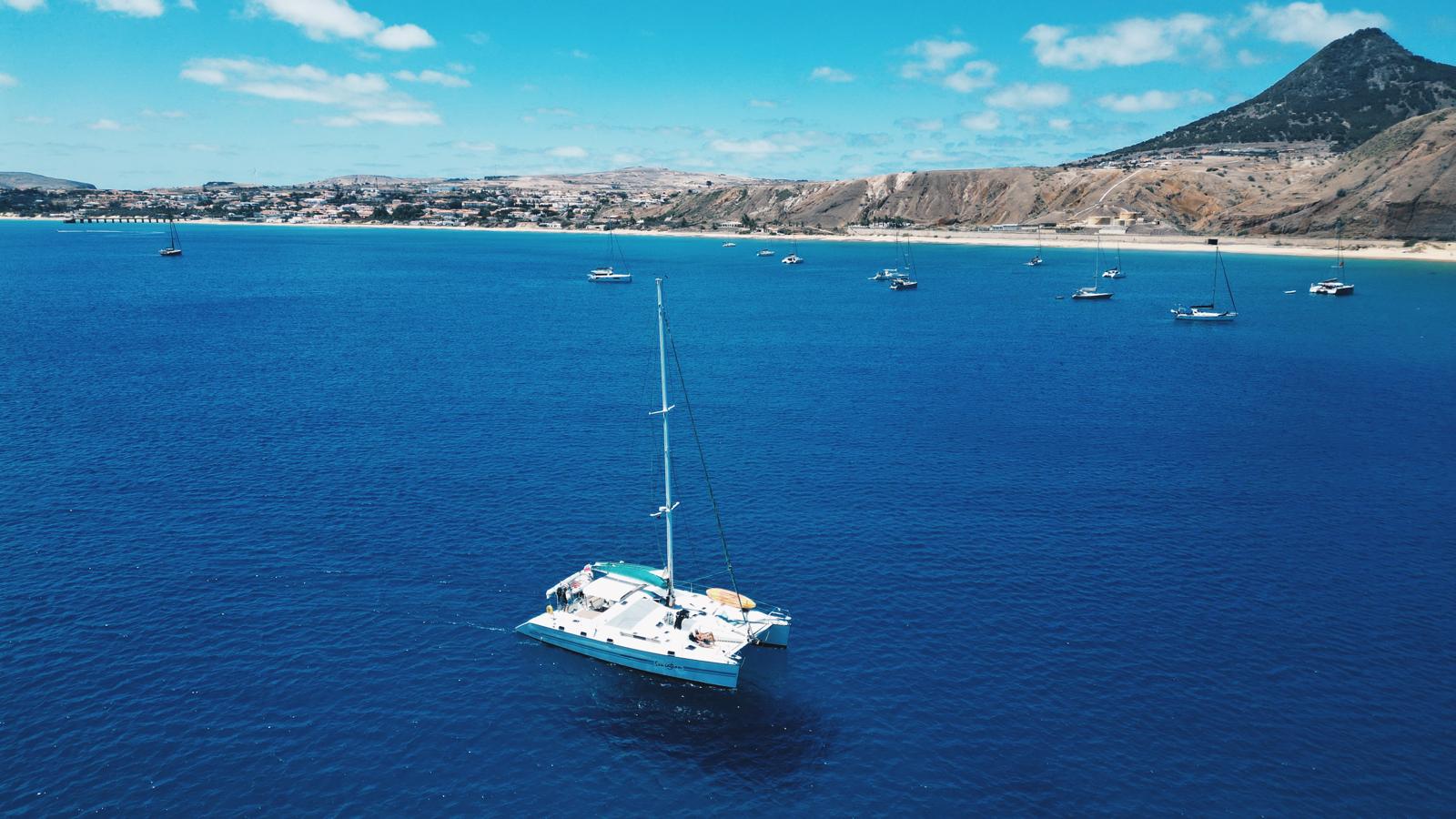 Wild dolphins swimming beside a Sailing Sensation catamaran in Madeira