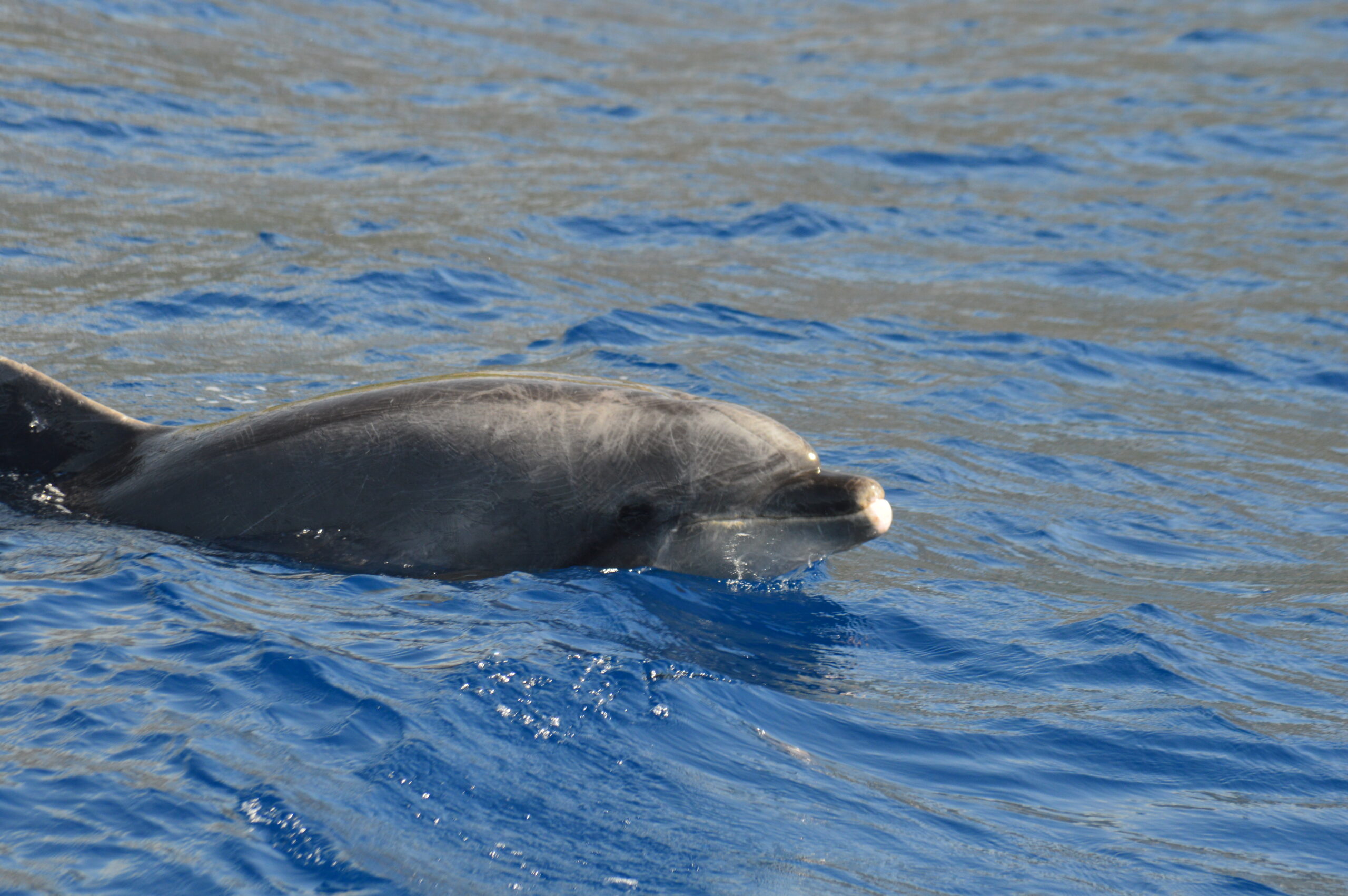 Dolphins & Whales of Madeira: 10 Species You Can See on a Sailing Sensation Catamaran Tour