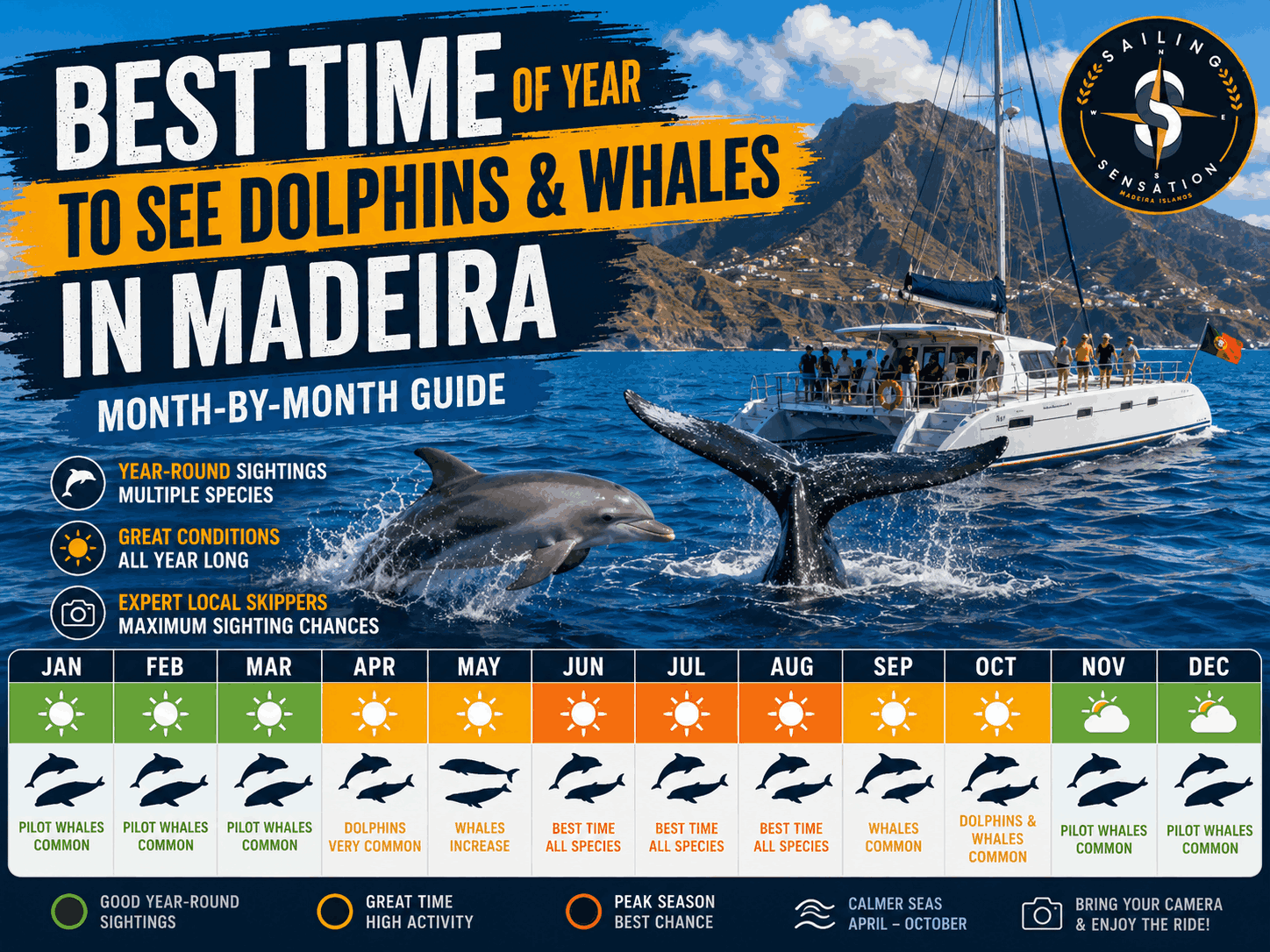 Meilleure période de l'année pour observer les dauphins et les baleines à Madère (guide mois par mois)